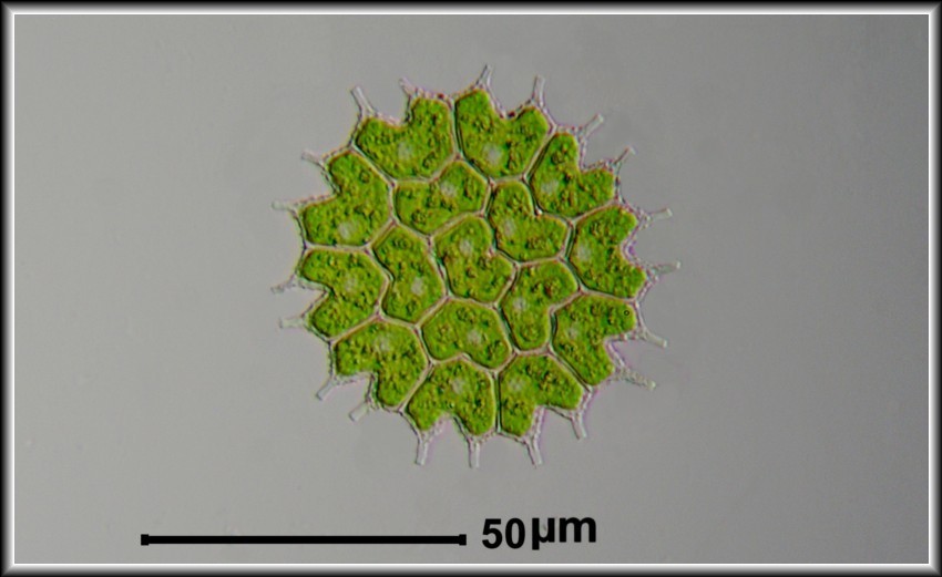 Pediastrum boyranum